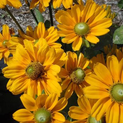 Rudbeckia hirta Amarillo Gold