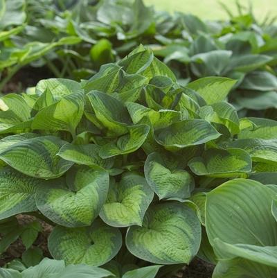 Hosta Paradigm