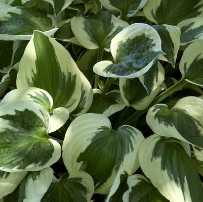 Hosta Patriot