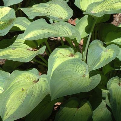 Hosta Paul's Glory