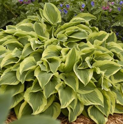 Hosta Pilgrim