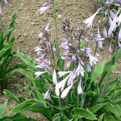 Hosta Praying Hands