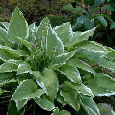 Hosta Regal Splendor