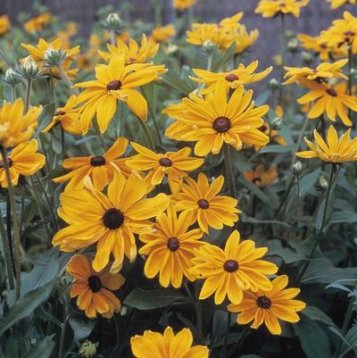 Rudbeckia hirta Indian Summer