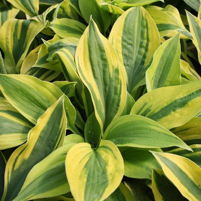 Hosta Velvet Moon