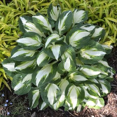 Hosta Vulcan