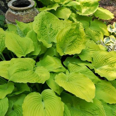 Hosta Shadowland® Coast to Coast