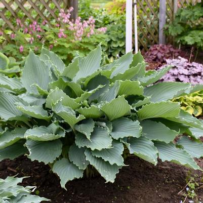 Hosta Shadowland® Diamond Lake