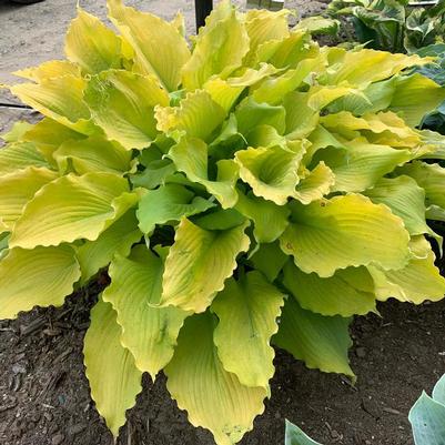 Hosta Shadowland® Echo the Sun