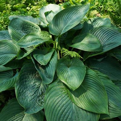 Hosta Shadowland® Empress Wu