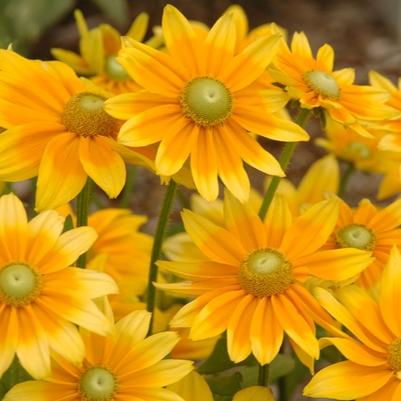 Rudbeckia hirta Prairie Sun