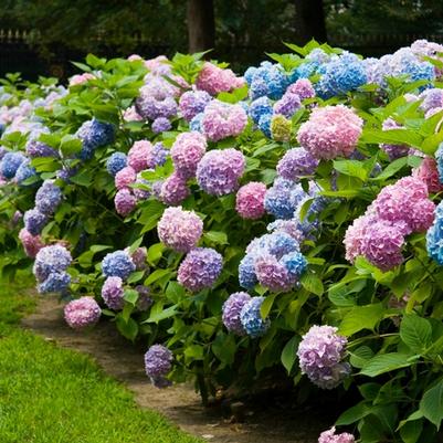 Hydrangea macrophylla Bailmer