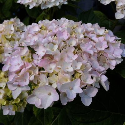 Hydrangea macrophylla Blushing Bride