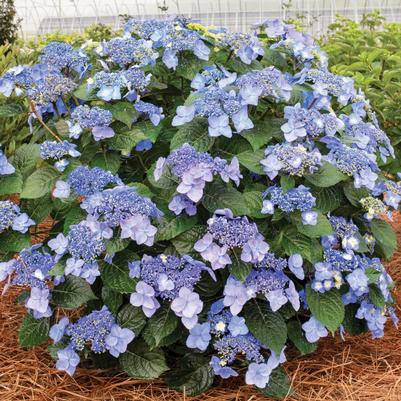 Hydrangea macrophylla Endless Summer® Pop Star&reg;