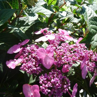 Hydrangea macrophylla Twist-n-Shout®