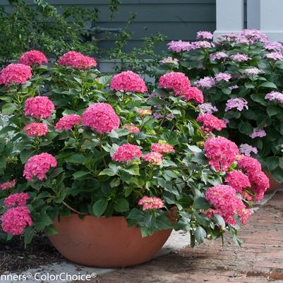 Hydrangea macrophylla Cityline® Paris