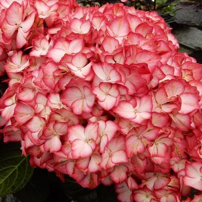 Hydrangea macrophylla Kimono™