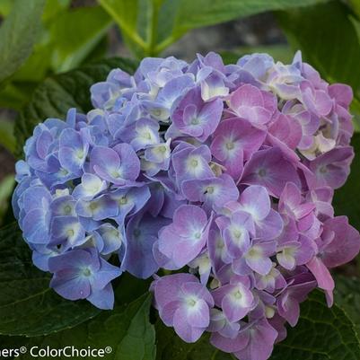 Hydrangea macrophylla Let's Dance® Blue Jangles®