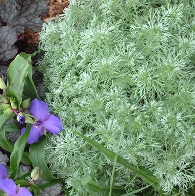 Artemisia schmidtiana Silver Mound