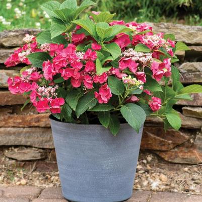 Hydrangea macrophylla Cherry Explosion™