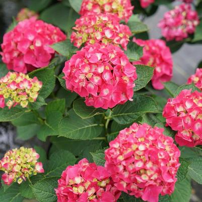 Hydrangea macrophylla Wee Bit Giddy&reg;