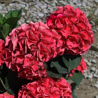 Hydrangea macrophylla Magical® Crimson