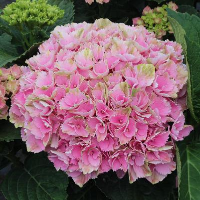 Hydrangea macrophylla Magical® Ocean