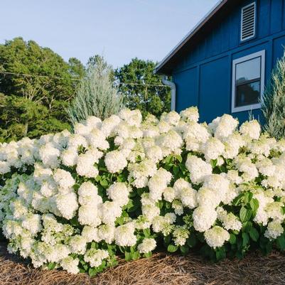 Hydrangea paniculata Little Hottie®