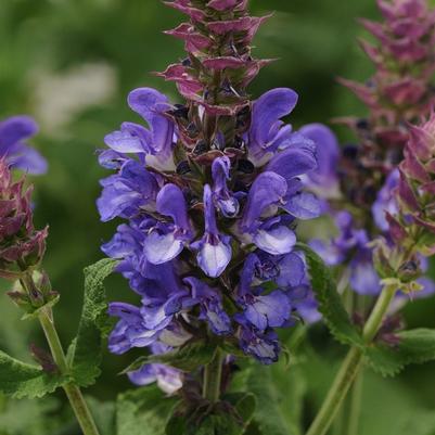 Salvia nemorosa Blue Marvel