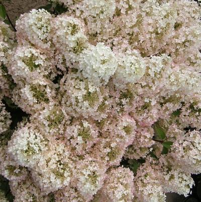 Hydrangea paniculata Bobo®