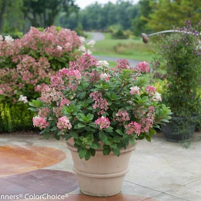 Hydrangea paniculata Little Quick Fire®