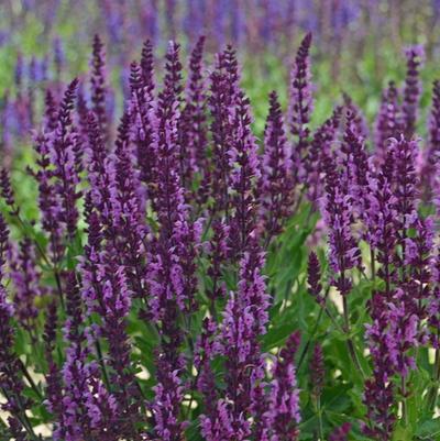 Salvia nemorosa Bumbleberry