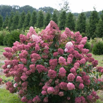 Hydrangea paniculata Fire Light®