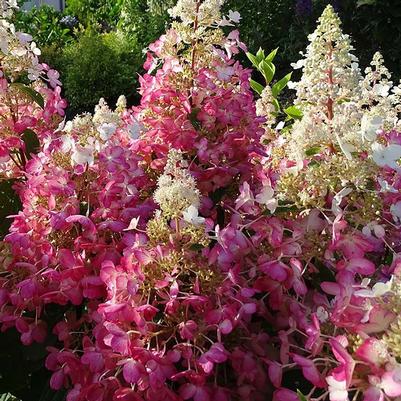 Hydrangea paniculata Candelabra™