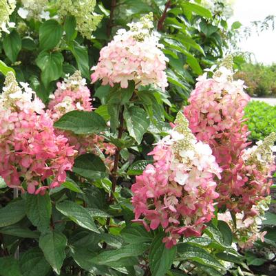 Hydrangea paniculata Flare™