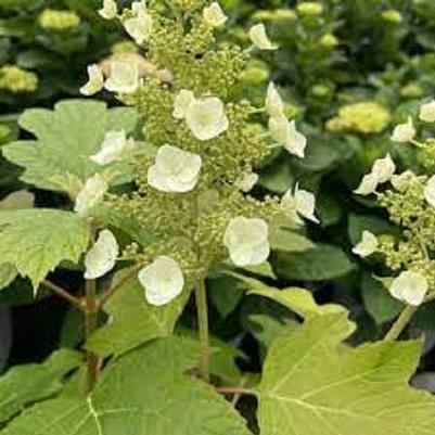 Hydrangea quercifolia Toy Soldier&trade;
