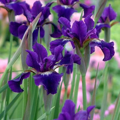 Iris sibirica Ruffled Velvet