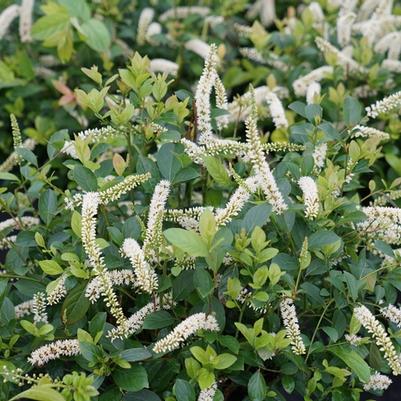 Itea virginica Scentlandia®