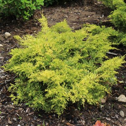 Juniperus chinensis Lemon Pfizz