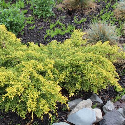 Juniperus chinensis Gold Lace