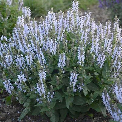 Salvia nemorosa Bumblesky