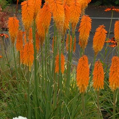 Kniphofia Popsicle™ Mango