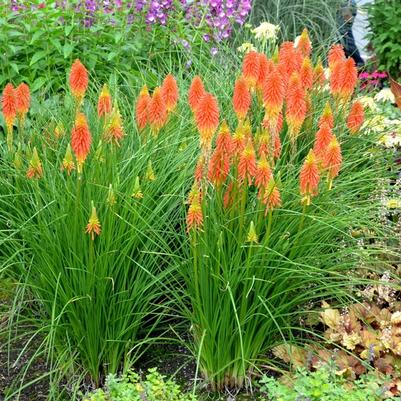 Kniphofia Popsicle™ Papaya