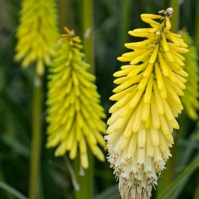 Kniphofia Pyromania™ Flashpoint