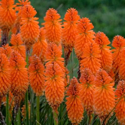 Kniphofia Pyromania® Orange Blaze