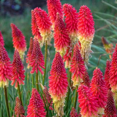 Kniphofia Pyromania® Rocket's Red Glare