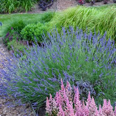 Lavandula x intermedia Phenomenall™ Phenomenal