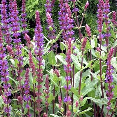 Salvia nemorosa Caradonna