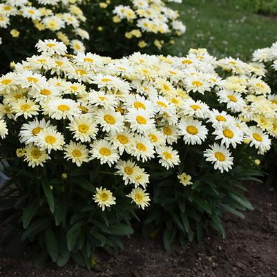 Leucanthemum x superbum Amazing Daisies® Banana Cream II