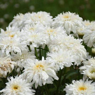 Leucanthemum x superbum Amazing Daisies® Marshmallow